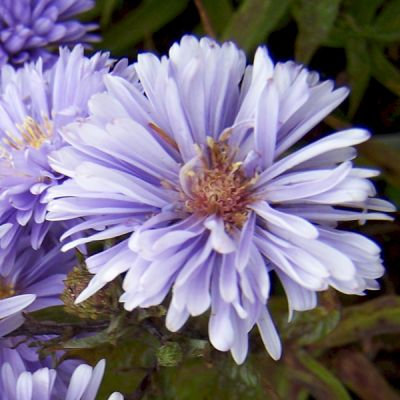 Aster novi belgii 'Marie Ballard'