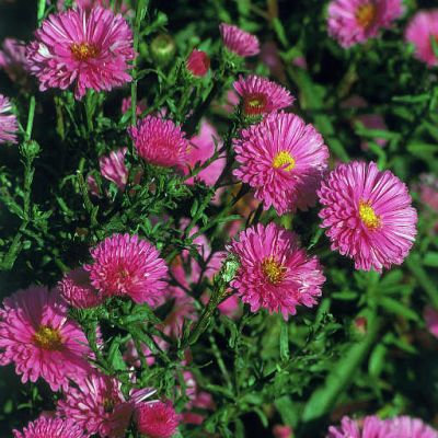 Aster novi belgii 'Patricia Ballard'