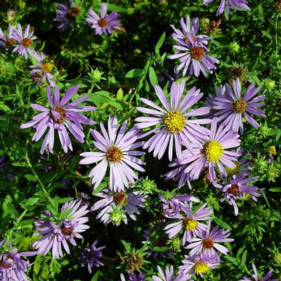 Aster oblongifolius