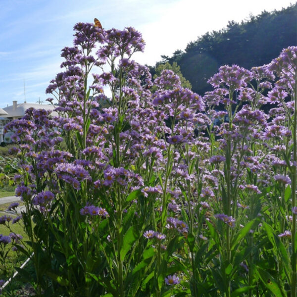 Aster tataricus