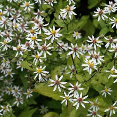Aster divaricatus 'Beth Chatto'