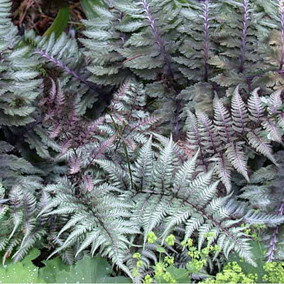 Athyrium nipponicum 'Metallicum'
