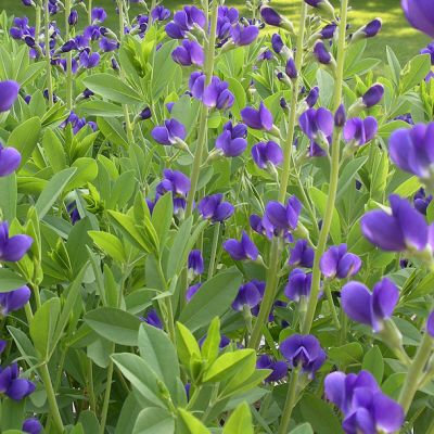 Baptisia australis