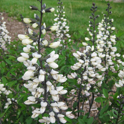 Baptisia pendula
