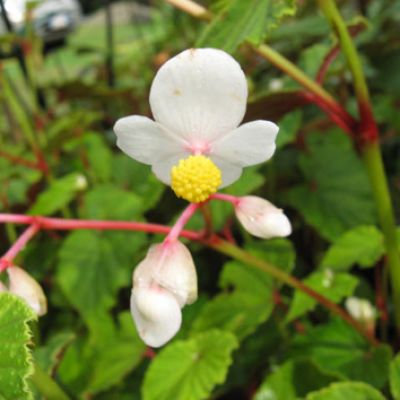 Begonia grandis subsp. evansiana 'Alba'