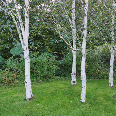 Betula utilis 'Jacquemontii'