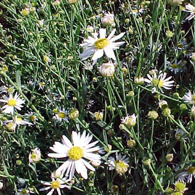 Boltonia asteroides 'Latisquama'