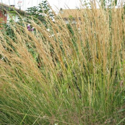 Calamagrostis x acutiflora 'Karl Foerster'