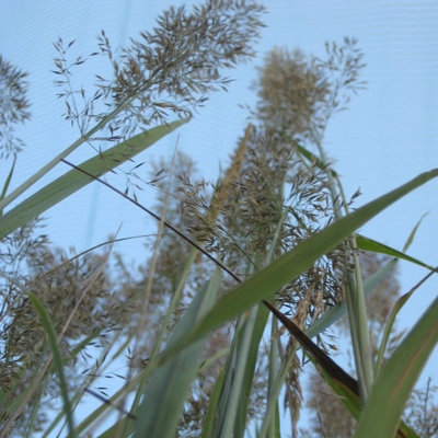 Calamagrostis brachytricha