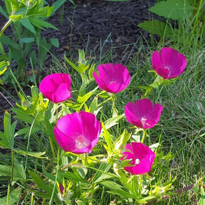 Callirhoe involucrata