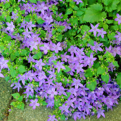 Campanula poscharskiana