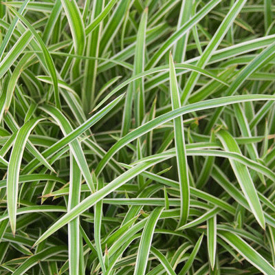 Carex morrowii 'Ice Dance'