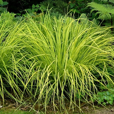Carex oshimensis 'Everillo'