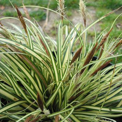 Carex oshimensis 'Evergold'