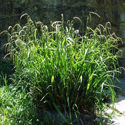 Carex pendula
