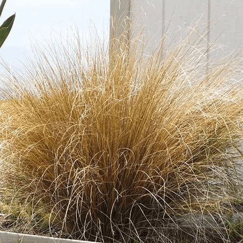 Carex buchananii 'Red Rooster'