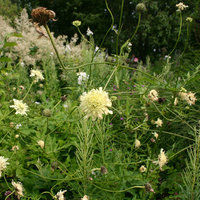 Cephalaria gigantea