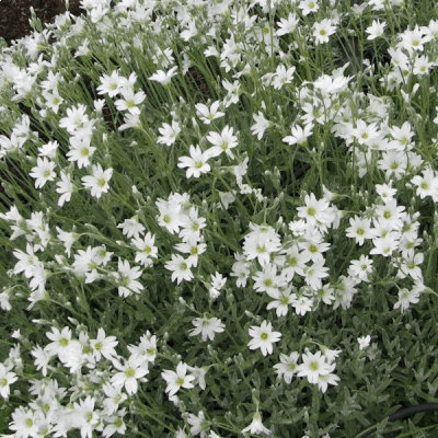 Cerastium tomentosum 'Silberteppich'