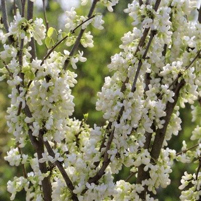 Cercis 'Shirobana'