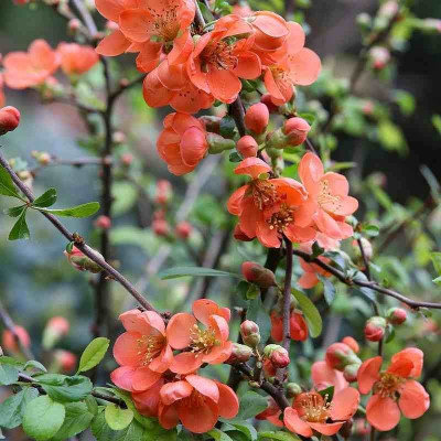 Chaenomeles 'Cido'