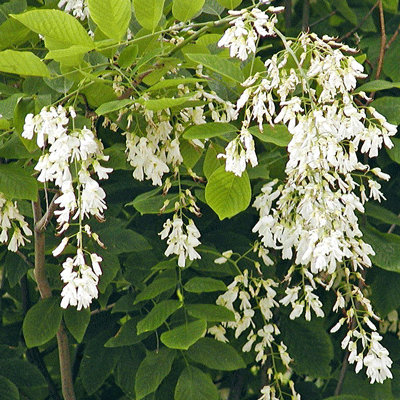 Cladrastis kentukea