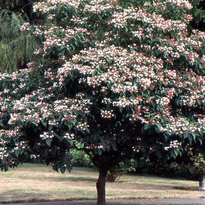 Clerodendrum trichotomum