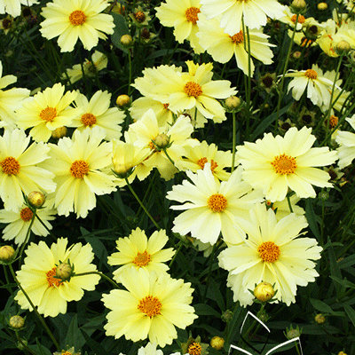 Coreopsis 'Full Moon'