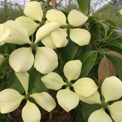 Cornus hongkongensis