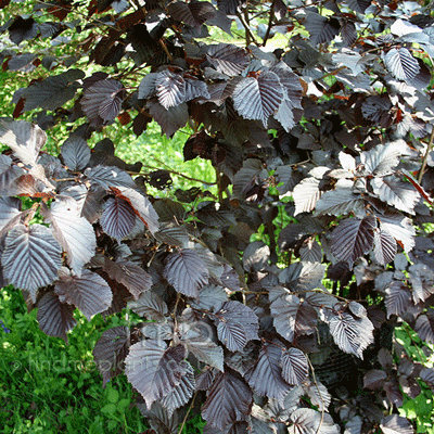 Corylus avellana 'Purpurea'
