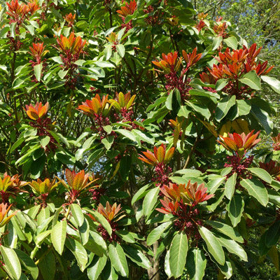 Daphniphyllum macropodum