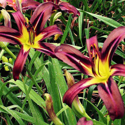 Hemerocallis 'Black Arrowhead'