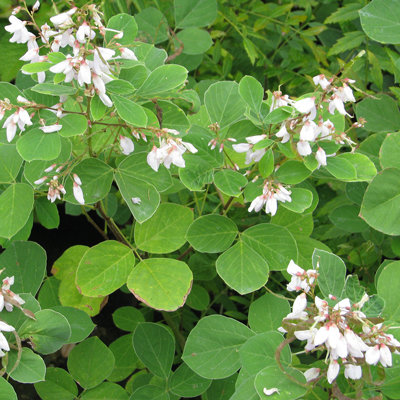 Desmodium elegans