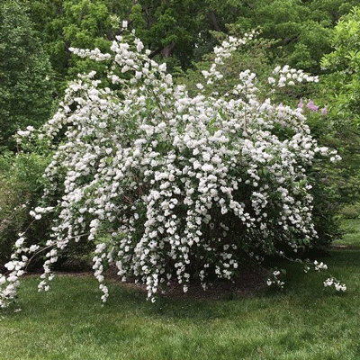 Deutzia x magnifica