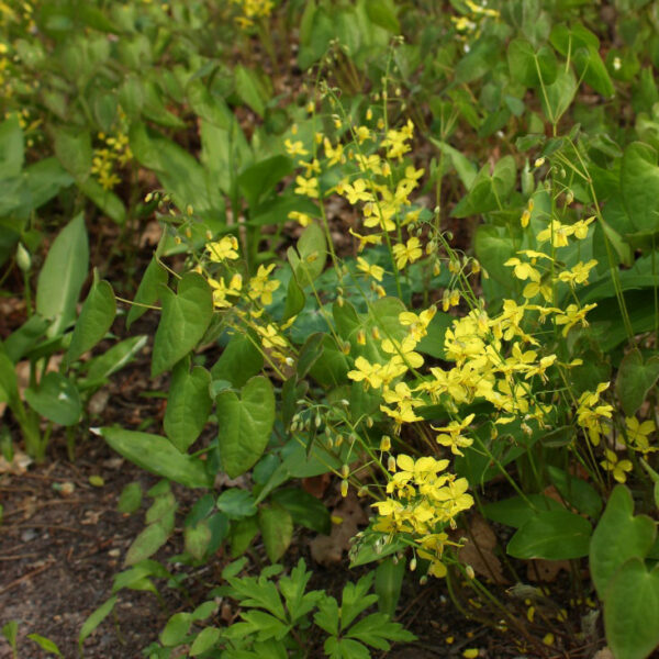 Epimedium pinnatum subsp. colchicum