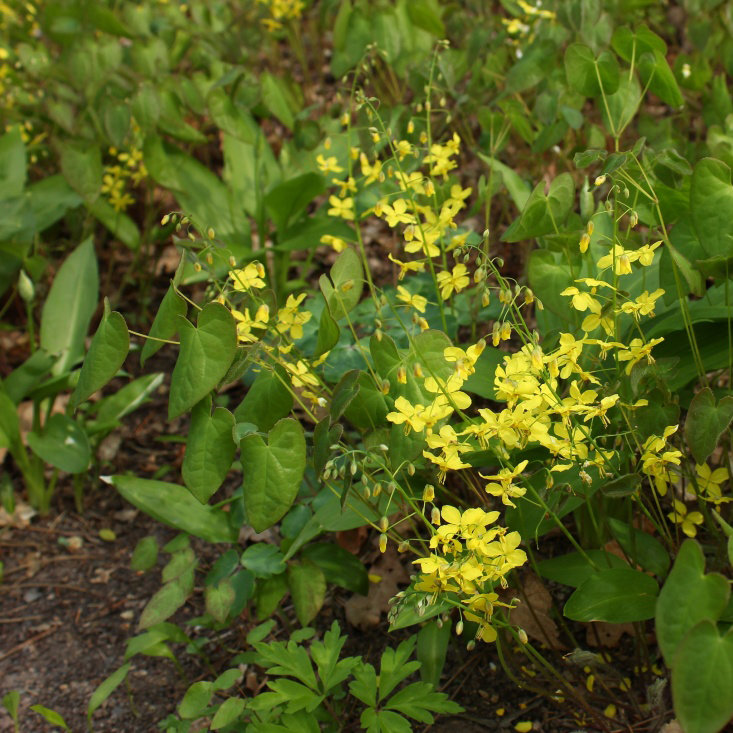 epimedium pinnatum colchicum Epimedium pinnatum subsp. colchicum