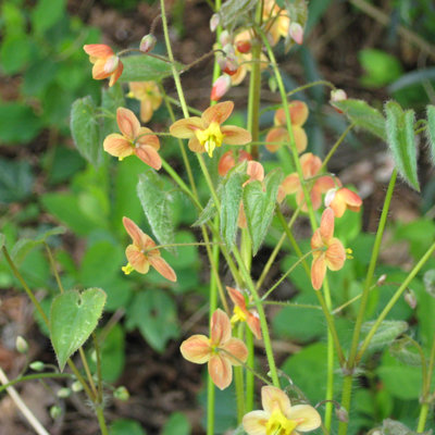 Epimedium pubigerum 'Orangekonigin'