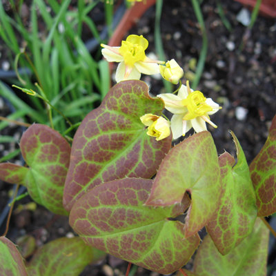 Epimedium versicolor 'Sulphureum'