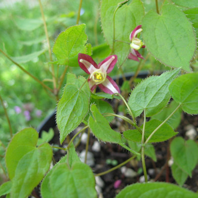Epimedium x rubrum