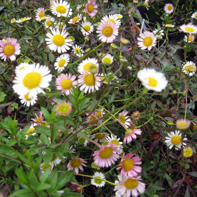 Erigeron karvinskianus