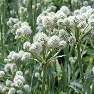 Eryngium yuccifolium
