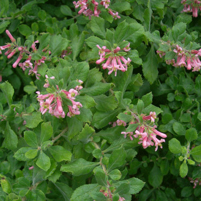 Escallonia illinita