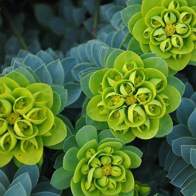 Euphorbia myrsinites