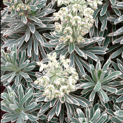 Euphorbia 'Silver Swan'