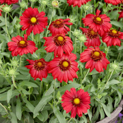 Gaillardia aristata 'Burgunder'