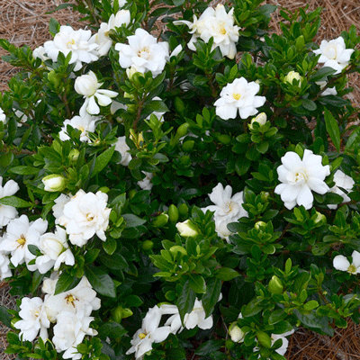 Gardenia 'Double Mint'