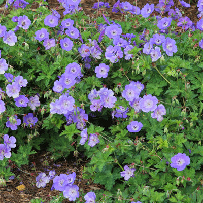 Geranium 'Rozanne'