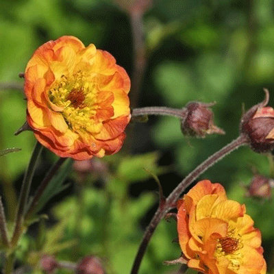 Geum 'Alabama Slammer'