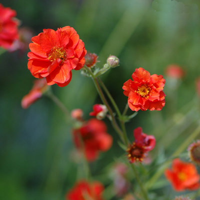 Geum chiloense 'Feuerball'