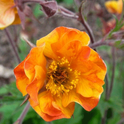 Geum 'Spanish Fly'