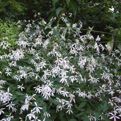 Gillenia trifoliata